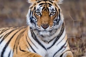 Ranthambore-safari med Canter (20-personers bus)