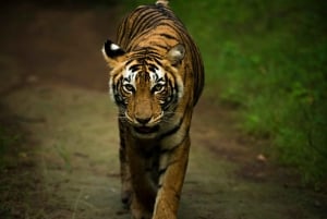 Ranthambore safari by Canter ( 20 seater bus)