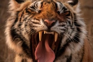 Ranthambore safari by Canter ( 20 seater bus)