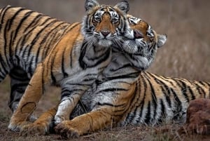 Ranthambore safari by Canter ( 20 seater bus)