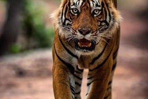 Ranthambore safari by Canter ( 20 seater bus)