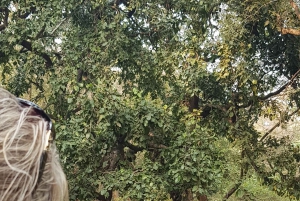 ランタンボールキャンターまたはジプシーでのシェア・タイガー・サファリ