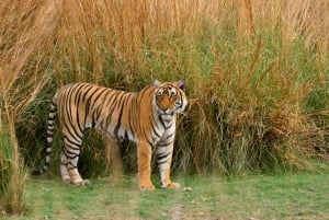 ランタンボールキャンターまたはジプシーでのシェア・タイガー・サファリ