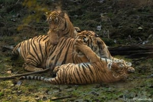 Ranthambore: Sharing Tiger Safari In Canter Or Gypsy Vehicle