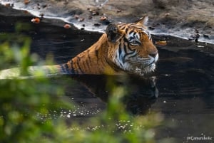 Ranthambore: Sharing Tiger Safari In Canter Or Gypsy Vehicle