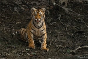 Ranthambore: Sharing Tiger Safari In Canter Or Gypsy Vehicle