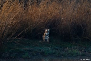 Ranthambore: Sharing Tiger Safari In Canter Or Gypsy Vehicle