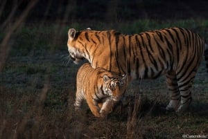 Ranthambore: Sharing Tiger Safari In Canter Or Gypsy Vehicle