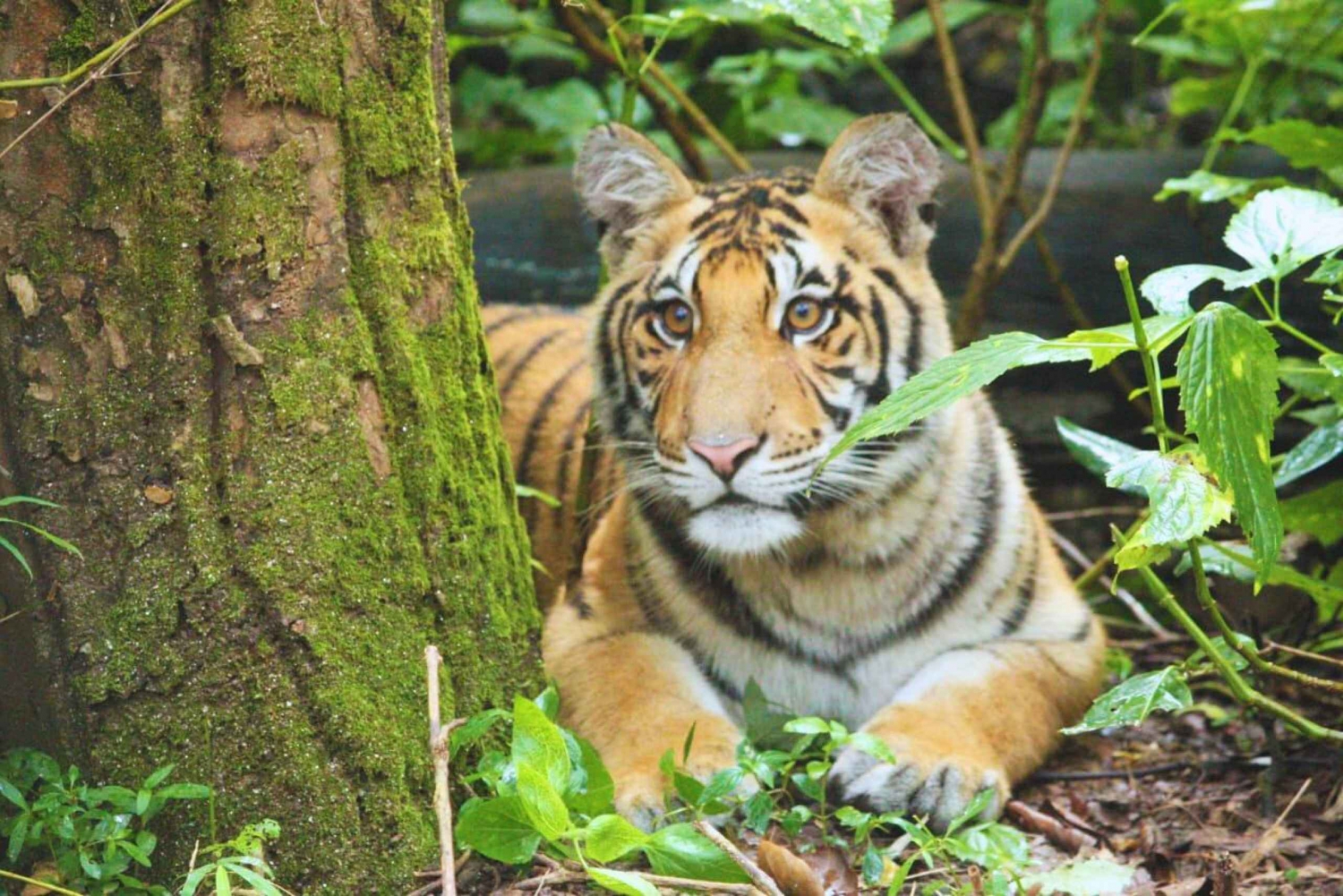Ranthambore: Voorrangstoegang voor tijgers in delende Canter