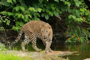 Ranthambore: Tiger-Safari ohne Anstehen im Sharing Canter