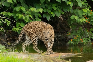 Ranthambore: Hoppa över tigersafari i Sharing Canter