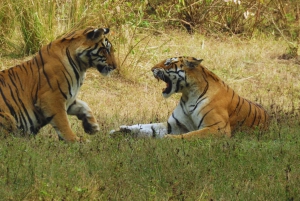 Ranthambore: Evite filas e faça um safári com tigres em um Canter compartilhado