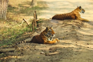Ranthambore: Evite filas e faça um safári com tigres em um Canter compartilhado