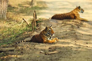 Ranthambore: Safari delle tigri in salta la fila in Sharing Canter