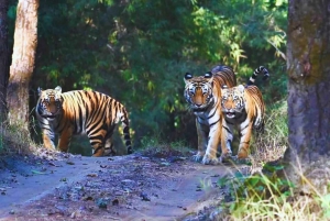 Ranthambore: Safari delle tigri in salta la fila in Sharing Canter