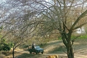 Ranthambore: Pomiń Safari Tygrysów w Sharing Canter