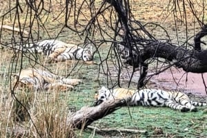 Ranthambore: Pomiń Safari Tygrysów w Sharing Canter