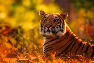 Ranthambore: Pomiń Safari Tygrysów w Sharing Canter