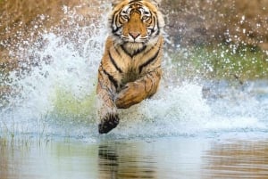 Ranthambore: Pomiń Safari Tygrysów w Sharing Canter