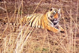 Ranthambore: Pomiń Safari Tygrysów w Sharing Canter