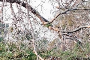 Ranthambore: Pomiń Safari Tygrysów w Sharing Canter