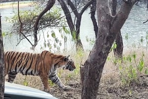 Ranthambore: Pomiń Safari Tygrysów w Sharing Canter