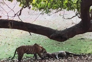 Ranthambore: Pomiń Safari Tygrysów w Sharing Canter