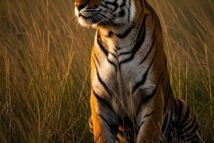 Ranthambore: Pomiń Safari Tygrysów w Sharing Canter