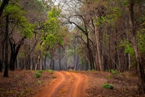 Ranthambore: Pomiń Safari Tygrysów w Sharing Canter