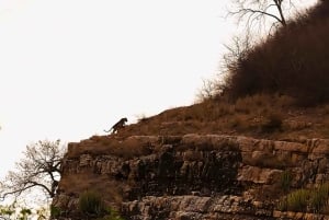 Ranthambore: Pomiń Safari Tygrysów w Sharing Canter