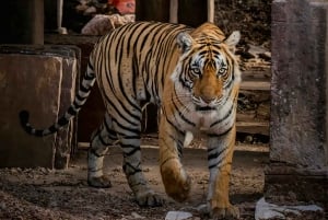 Ranthambore: Pomiń Safari Tygrysów w Sharing Canter