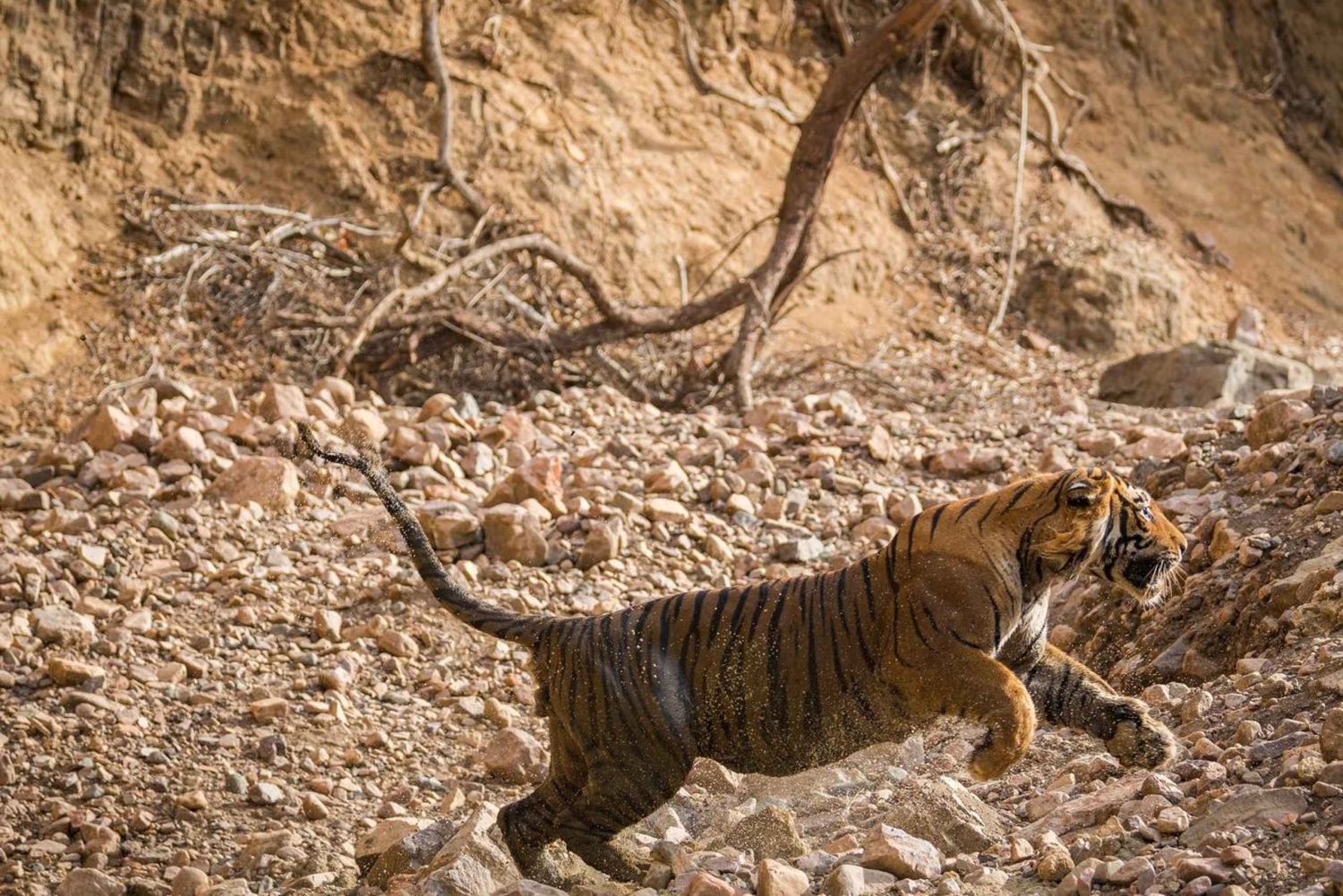 ランサボア虎保護区：ジープサファリ（公園入場料込み）をご利用ください