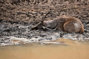 ランサボア虎保護区：ジープサファリ（公園入場料込み）をご利用ください