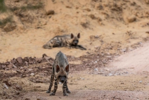 ランサボア虎保護区：ジープサファリ（公園入場料込み）をご利用ください