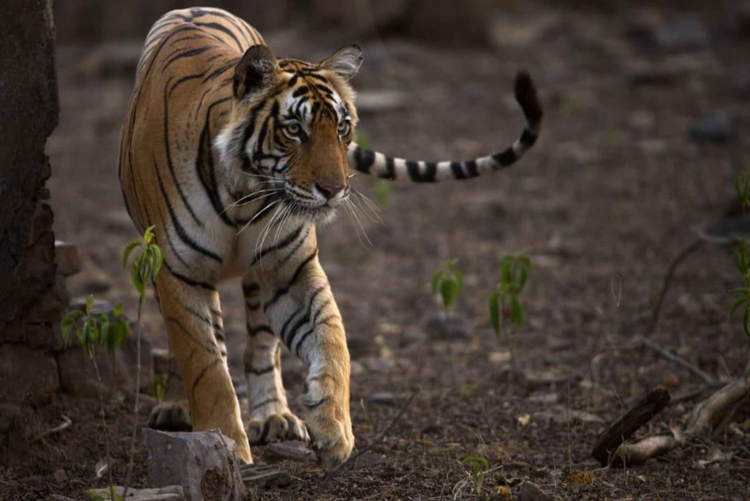 Ranthambore: Tiger Reserve Jungle Safari Experince