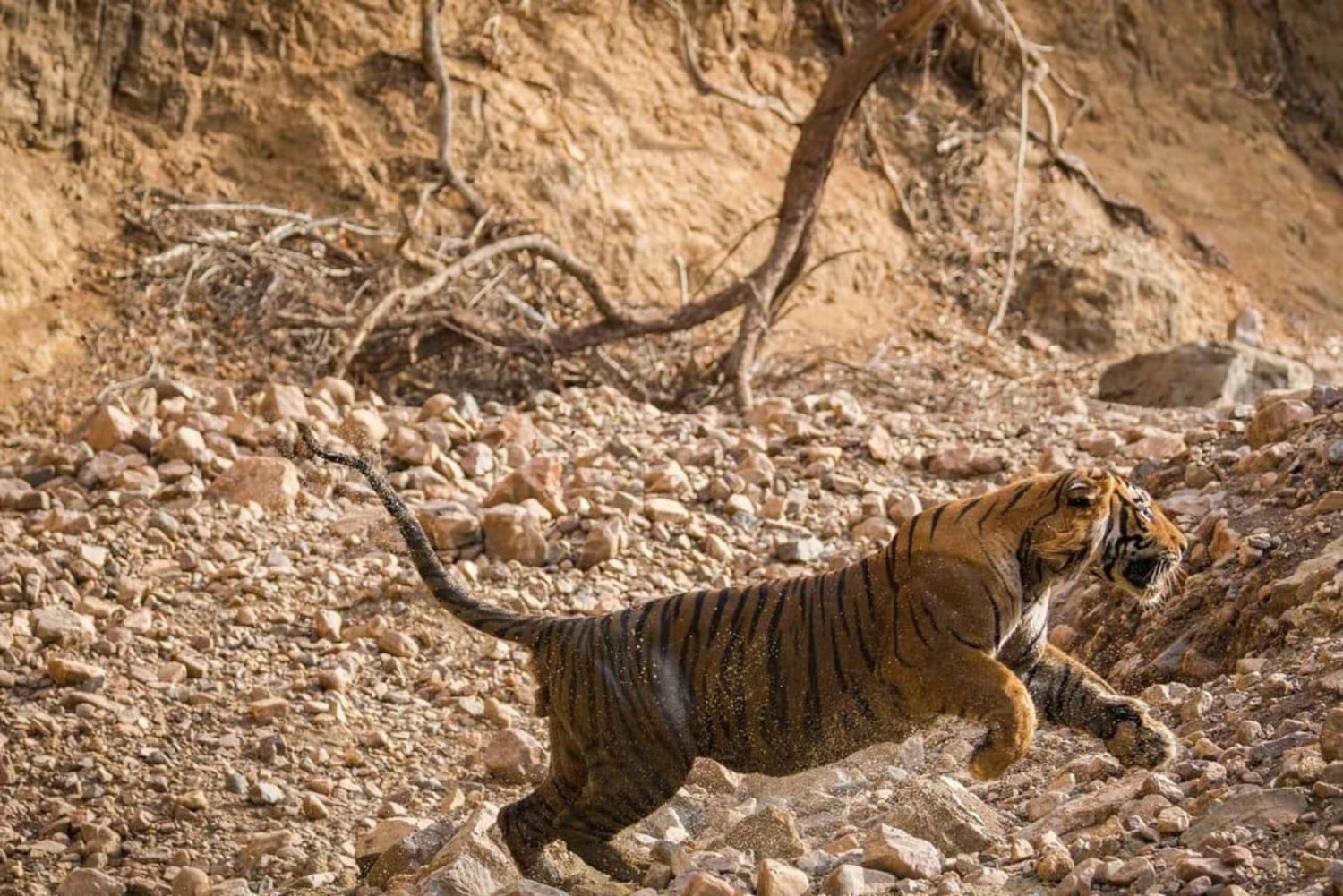 Ranthambore: Tiger Reserve Jungle Safari Experince