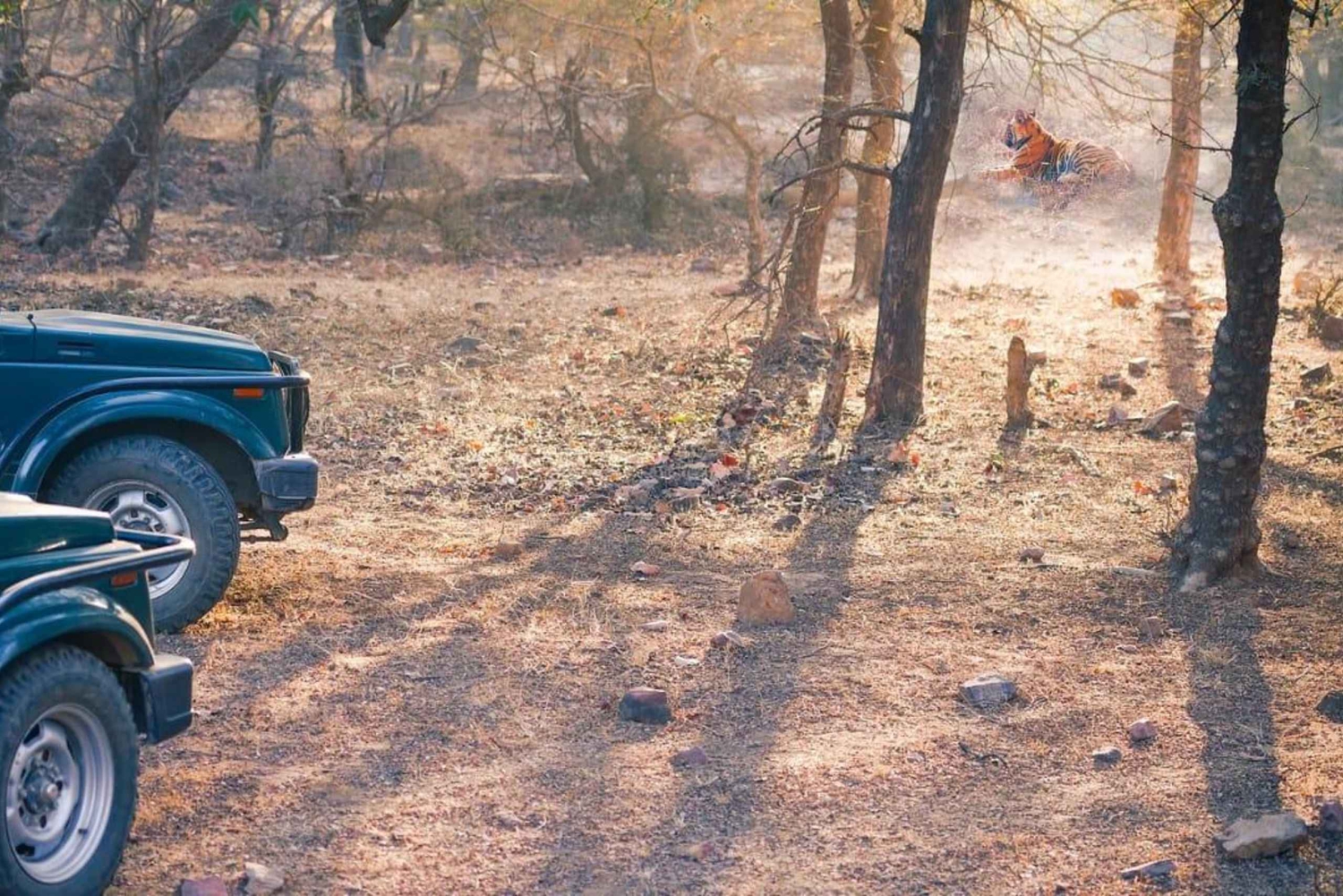 Ranthambore: Tiger Reserve Jungle Safari Experince