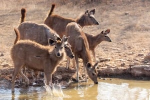 Ranthambore: Tiger Reserve Jungle Safari Experince
