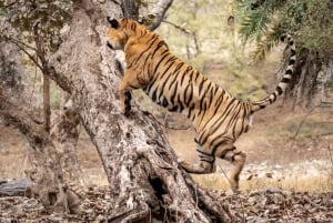 Ranthambore: Tiger Reserve Jungle Safari Experince