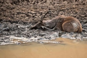 Ranthambore: Tiger Reserve Jungle Safari Experince