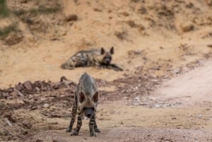 Ranthambore: Tiger Reserve Jungle Safari Experince