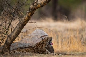 Ranthambore: Tiger Reserve Jungle Safari Experince