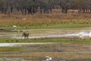 Ranthambore-Dschungelsafari: Private Safari für die besten Zonen