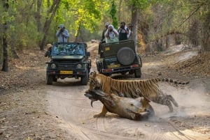 From Jaipur: 1 Day Tour To Ranthambore Tiger Reserve