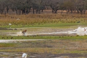 From Jaipur: 1 Day Tour To Ranthambore Tiger Reserve