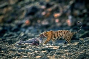 From Jaipur: 1 Day Tour To Ranthambore Tiger Reserve