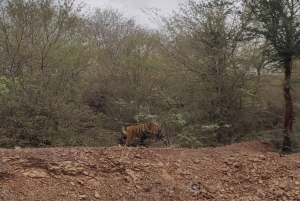 Escursione di un giorno al safari della tigre di Ranthambore da Jaipur - Tutto incluso
