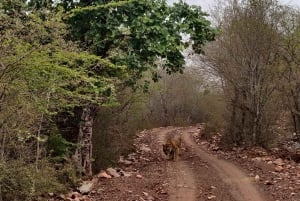 Viagem de 1 dia para um safári com tigres em Ranthambore saindo de Jaipur - Tudo incluído