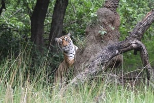 Ranthambore : Tiger Safari Tour in Canter