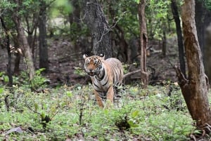 Ranthambore : Tiger Safari Tour in Canter